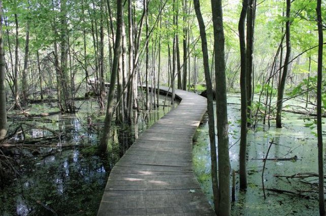 Sifton Bog, Canada